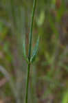 Largeleaf rose gentian